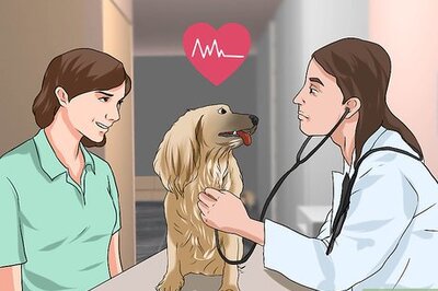 How to Treat Canine Cancer