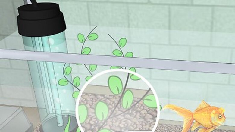 How to Change the Water in a Fish Aquarium