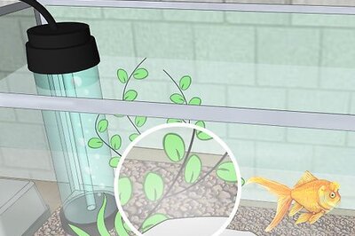 How to Change the Water in a Fish Aquarium