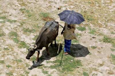 Uncultivated Land Area Up by 26% in 5 Yrs Even as Land Holdings Increase: Agriculture Census 2015-16