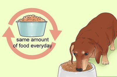 How to Feed a Diabetic Dog