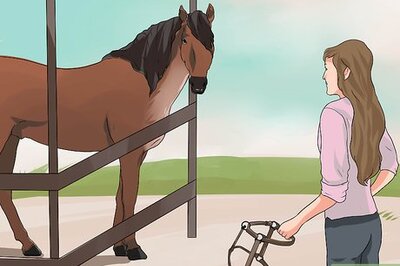 How to Put the Bit in a Horse's Mouth