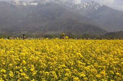 SC to Hear PIL Against GM Mustard Crop if Govt Allows Roll-out