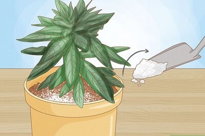 How to Revive an Overfertilized Plant