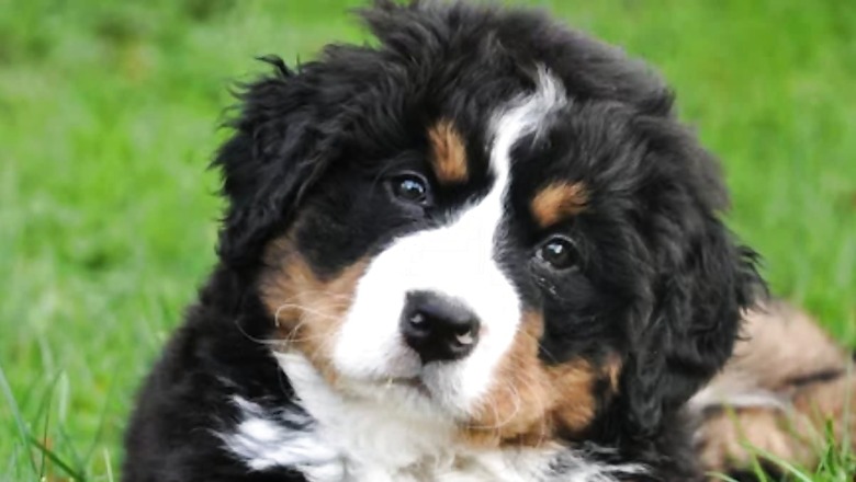 UP Judge's Pet Dog Stolen From Home, Family Accuses Neighbour's Family; Case Against Over Two Dozen People