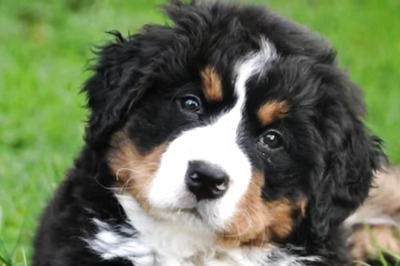 UP Judge's Pet Dog Stolen From Home, Family Accuses Neighbour's Family; Case Against Over Two Dozen People