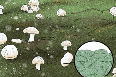 How to Prevent Trichoderma