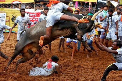 Jallikattu Season Begins in Tamil Nadu