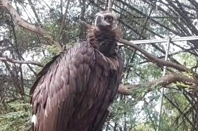 Vulture Rescued During Tamil Nadu's Ockhi Cyclone in 2017 Set to Fly After 5 Years