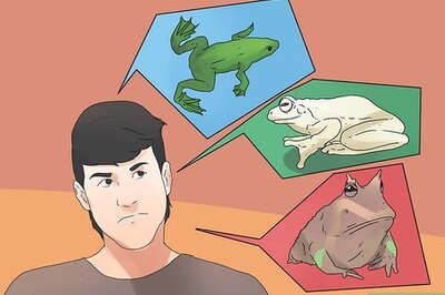 How to Take Care of Frogs