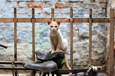 #Bombomgonemissing — Kolkata Professor Puts Out Posters, Online Campaigns for His Missing Cat