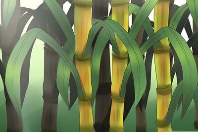 How to Plant Sugar Cane