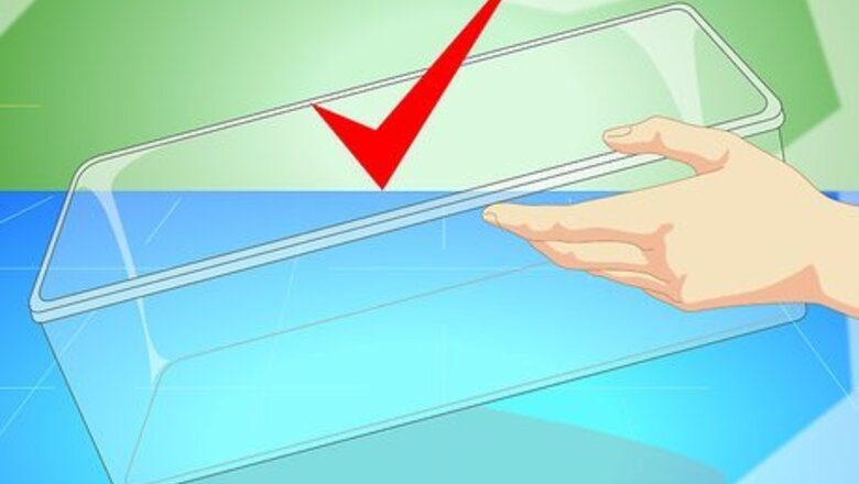 How to Care for Common Frog Tadpoles