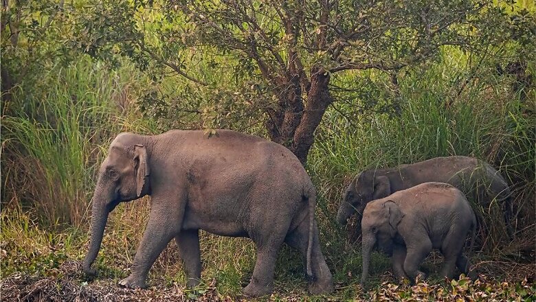 Bengal to Remember Elephant Along with Staff on Forest Martyrs Day