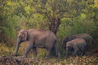 Bengal to Remember Elephant Along with Staff on Forest Martyrs Day