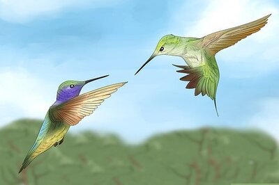 Why Hummingbirds Chase Each Other: Everything You Need to Know