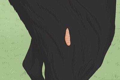 How to Identify and Remove Your Dog's Skin Tags Yourself