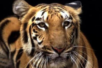 Raj HC in aid of tiger protection