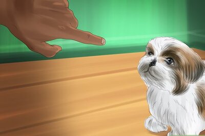 How to Housebreak Shih Tzu Puppies