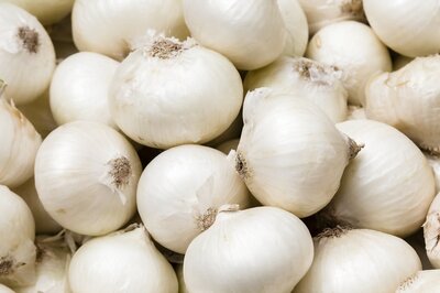 Boosting Immunity to Healing Infections; Check Out Some Impressive Health Benefits of White Onions