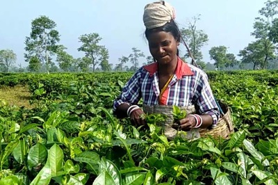 Ahead of Assam Polls, BJP Govt Doles Out Money, Incentives to Woo Tea Garden Workers