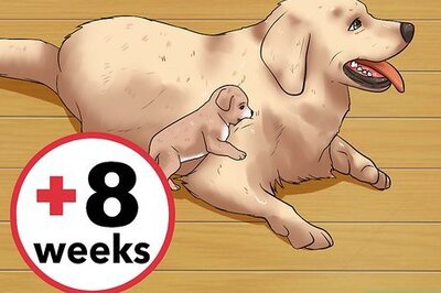 How to Choose a Healthy Puppy