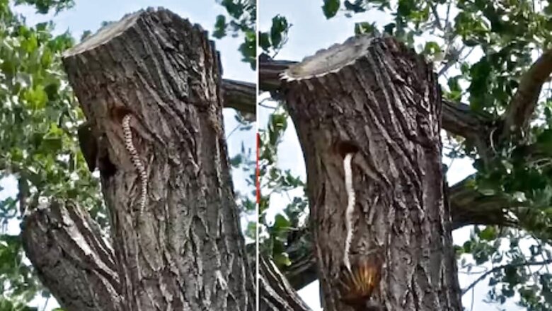 Watch: Northern Flicker Bird And Snake’s Wild Encounter Will Give You Goosebumps