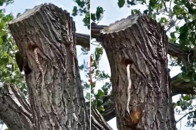 Watch: Northern Flicker Bird And Snake’s Wild Encounter Will Give You Goosebumps
