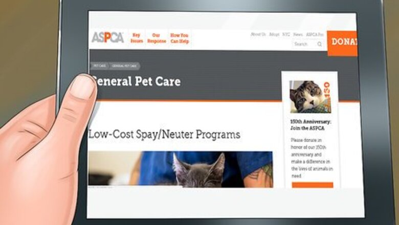 How to Find Low‐Cost Spay or Neuter Programs for Cats