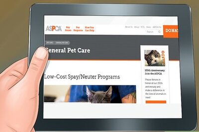 How to Find Low‐Cost Spay or Neuter Programs for Cats