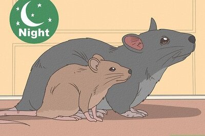 How to Choose Between a Pet Mouse or Pet Rat