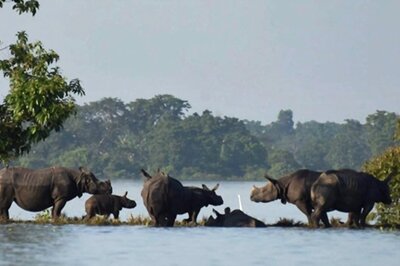Rhino Census Begins at Kaziranga National Park 3 Years After Floods Killed 400 of the Vulnerable Species