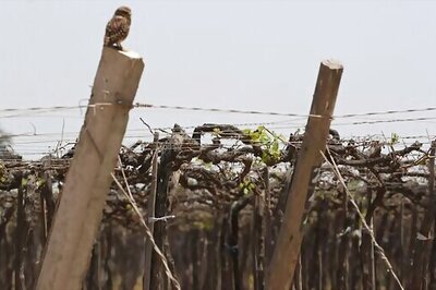 Pandemic Takes Toll On Business Of Pisco Producers In Peru