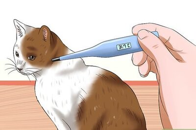 How to Treat Feline Panleukopenia (Distemper)