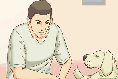 How to Interact with a Dog Before Adopting It