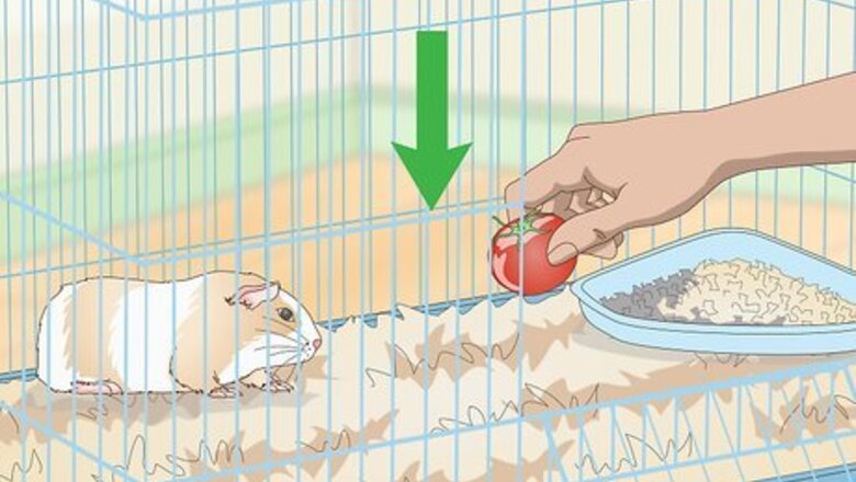 How to Catch a Guinea Pig