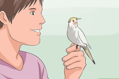 How to Train a Cockatiel to Talk