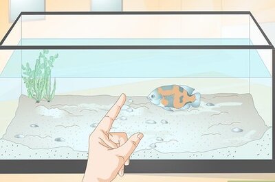 How to Train Your Fish to Do Tricks