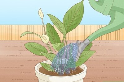 How to Determine How Much Water Plants Need