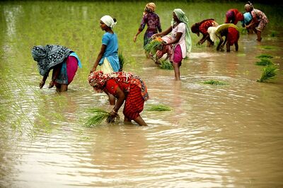 Vietnam Buys Indian Rice for First Time in Decade: Report