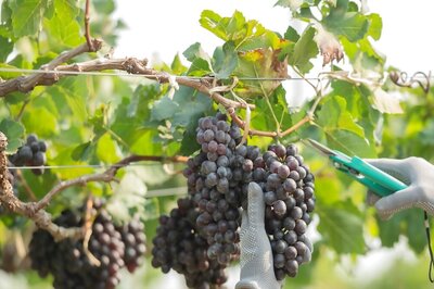 Opinion | Sustainable India: Unlocking the Potential of Green Harvesting