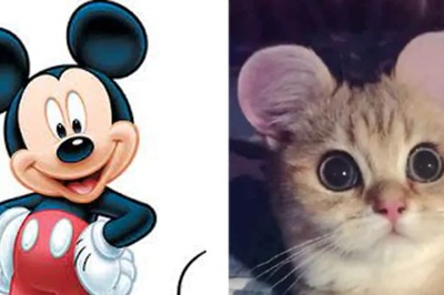 Pets, In China, Undergo Plastic Surgery To Get 'Mickey Mouse Ears'