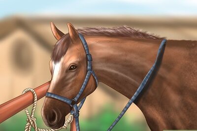 How to Maintain Good Hoof Care on Your Horse