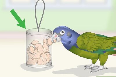 How to Keep a Pionus Parrot Entertained