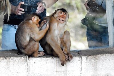 Indonesia's 'Selfie Monkey' Threatened by Hunger For Its Meat