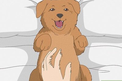 How to Tickle a Dog: The Best Ways to Tickle Your Pup