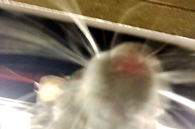 Say cheese! New York City rat takes a selfie