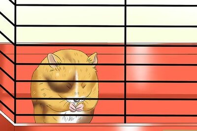 How to Hold Your Syrian Hamster