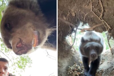 Watch: Influencer Risks It All by Entering Bear Den, Almost Gets 'Eaten'