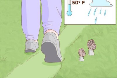 How to Find Morel Mushrooms